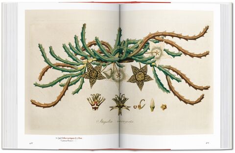 A Garden Eden: Masterpieces of Botanical Illustration