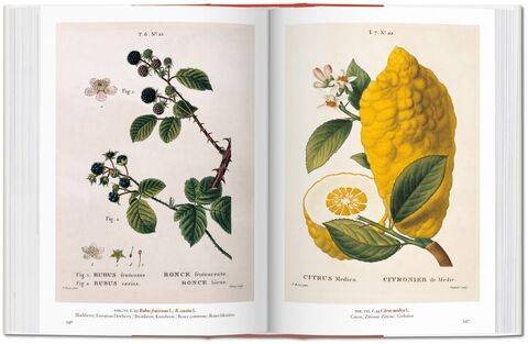 A Garden Eden: Masterpieces of Botanical Illustration