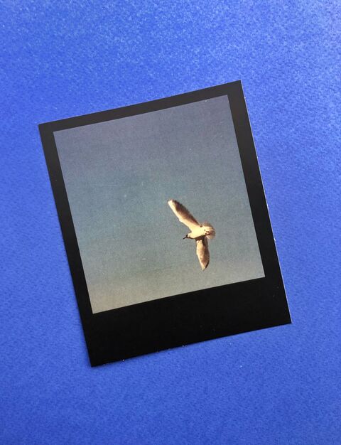 Postcard Seagull (single)