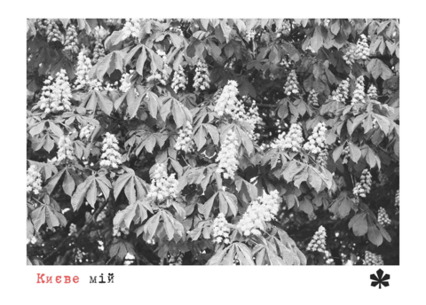 Postcard My Kyiv. Chestnuts