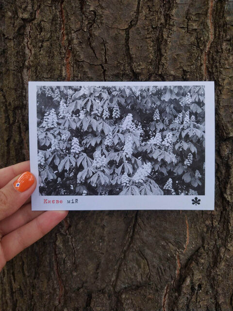 Postcard My Kyiv. Chestnuts