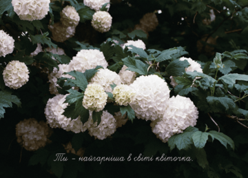 Листівка Ти - найгарніша в світі квіточка