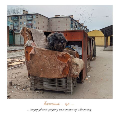 Postcard. Love is to give a family to a lonely tail