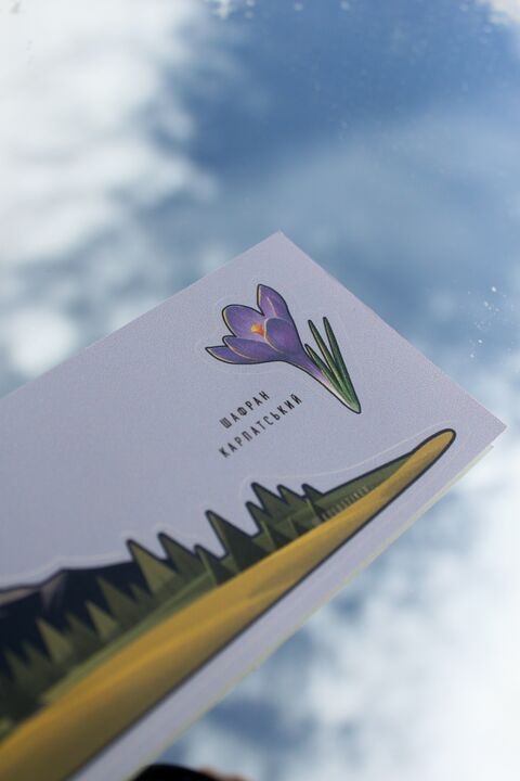 Чорногора велика