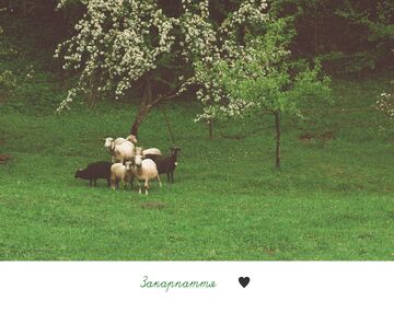 Листівка Закарпаття