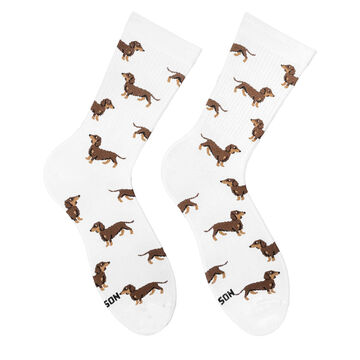 Socks Dachshunds