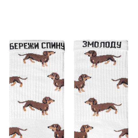 Socks Dachshunds