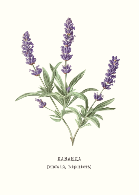 Lavender Postcard