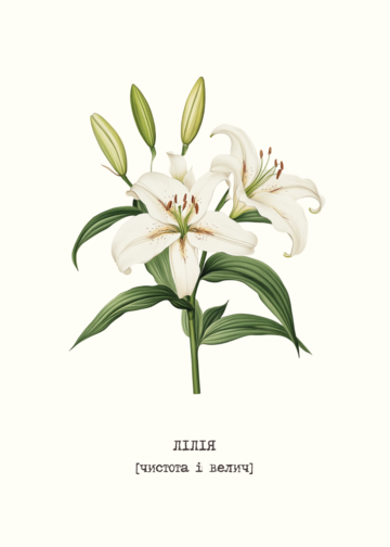 Postcard Lily