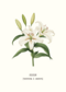 Postcard Lily