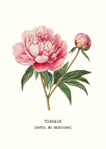 Postcard Peony