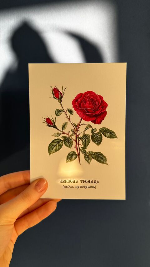 Postcard Rose