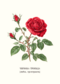 Postcard Rose