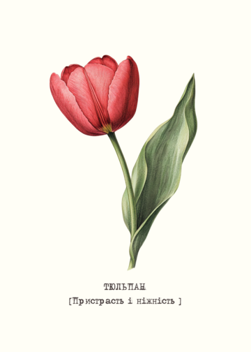 Postcard Tulip