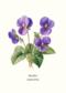 Postcard Violet