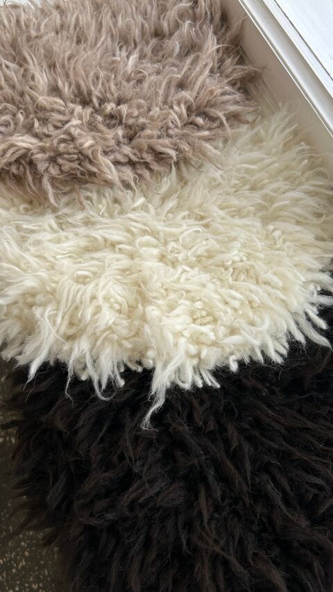 Сидунець бежевий