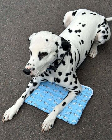 Laptop Case "Dalmatian"