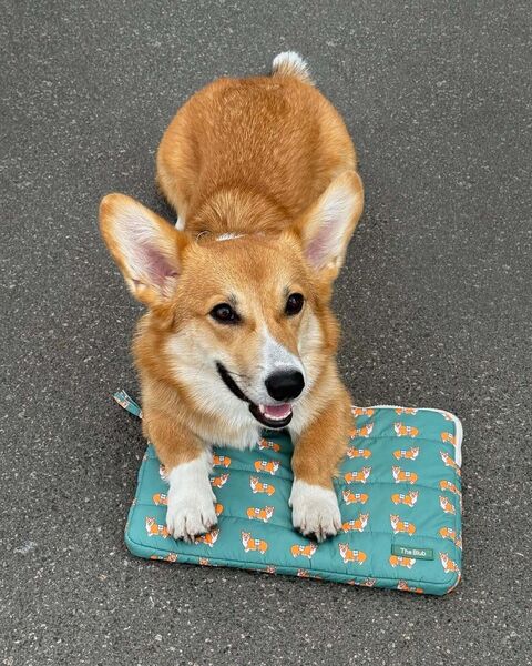 Laptop Case "Corgi"