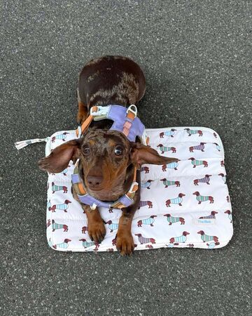 Laptop Case "Dachshund"