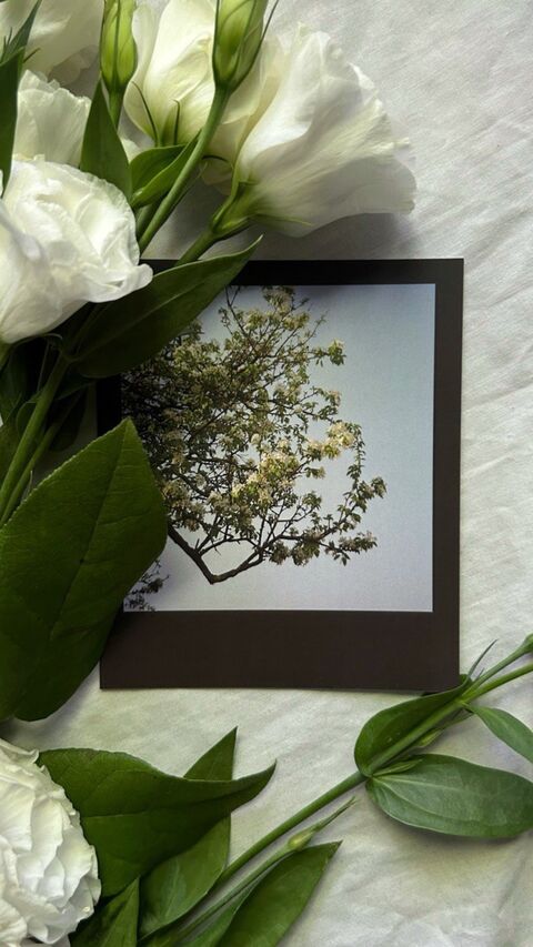 Postcard: Flowers (white flowers)