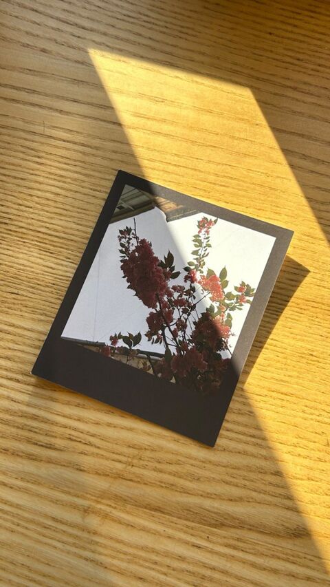 Postcard Cherry Blossoms (Pink Flowers)