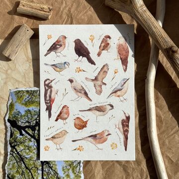 “Birds” Postcard
